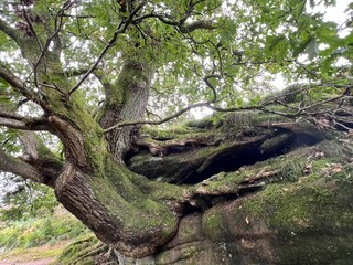 old tree grove up on cliff