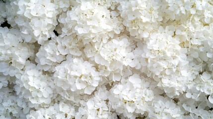 Lush White Flower Blossoms Creating a Soft, Dreamy Background with Delicate Petals and Rich Texture in Natural Light, Perfect for Nature and Wedding Themes