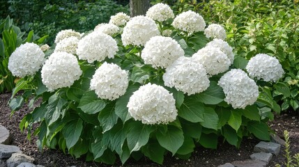 Lush Garden Display of White Hydrangea Blooms Surrounded by Vibrant Green Leaves in a Serene Outdoor Setting