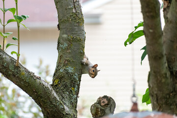 An Eastern Gray Squirrel hanging out in a tree on alert looking for predators.