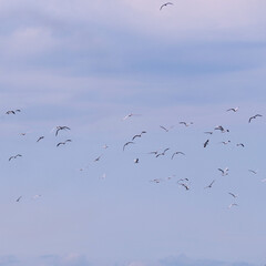 flock of seagulls