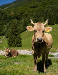 Cow with horns in a pasture. Cow at meadow. Beef cattle in green field. Cow in grassy pasture. Cow in the countryside. Cows graze on summer meadow. Rural landscapes with cows. Cows in a pasture.