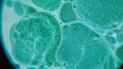 Microscope slowly moving over green cells showing division process - Powered by Adobe