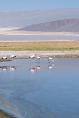 Flamencos en la laguna Carachi Pampa, Catamarca, Argentina.