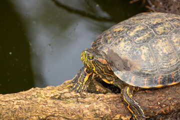 Tortuga de agua dulce