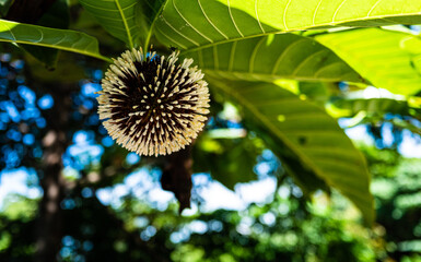Tropical plants flowers southeast asia jungle lush green rich
