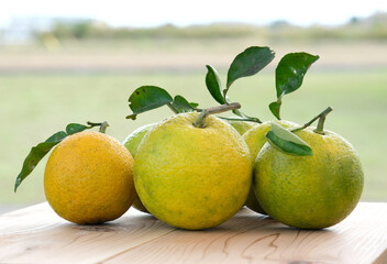 黄色くなりかけのカボス