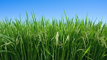 Fototapeta premium Lush Green Rice Field Under Clear Blue Sky with Bright Sunshine Illuminating the Tall Stalks and Golden Grain Heads Ready for Harvesting in Agricultural Landscape