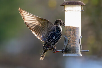 Starling wings spread on a bird feeder.