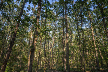 An oak forest in Fruska Gora, Vojvodina, Serbia, displays dense woodland scenery. Fruska gora is a hill and mountain, a national park in serbia, known for its natural beauty and biodiversity.