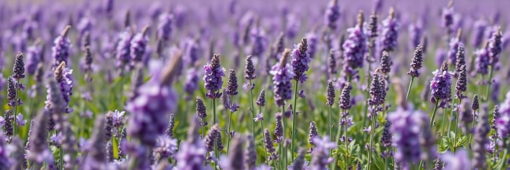 A field of lilacs and lavender swaying together in the wind, nature, field
