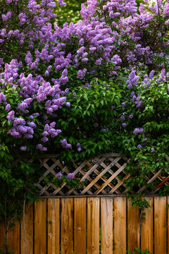 Lilac flowers growing over a wood fence in spring