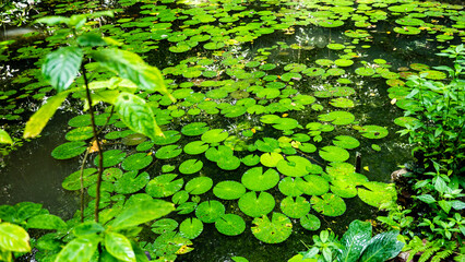 Tropical plants flowers southeast asia jungle lush green rich