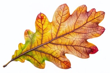 Fototapeta premium Dried Oak Leaf Isolated on White Background for Nature Photography, Textures, and Seasonal Decor Ideas, Perfect for Seasonal Crafts and Eco-Friendly Projects