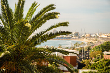 Fototapeta premium palm trees on the beach
