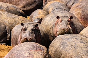 Hippopotamus  Group resting on the River Bank
