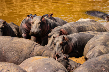 Group of Hippos at the river bank 