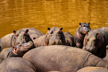 Hippopotamus in water