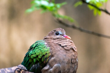 A tranquil Emerald Dove resting among greenery in Disney's Animal Kingdom.
