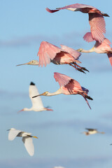 Roseate spoonbills (Platalea ajaja) flying in a mixed flock at Myakka River State Park, Florida