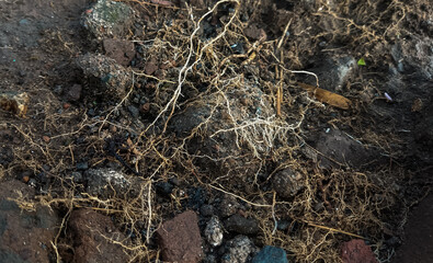 Soil roots, rocks landscape backgrounds