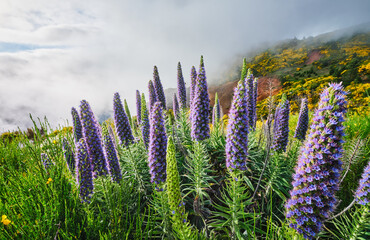Madeira landscape with Pride of Madeira flowers and blooming Cytisus shrubs and mountains in clouds. Miradouros do Paredao, Madeira island, Portugal