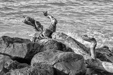 Seascape Background of a Driftwood Tree on a Rock Bound Ocean Shoreline in Honolulu, Hawaii.