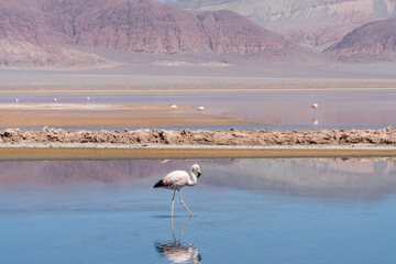Flamencos en la laguna Carachi Pampa, Catamarca, Argentina.
