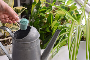 Closeup person's hand holding scoop with plant fertilizer to add to watering can to water...