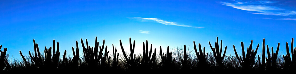 Cactus Silhouette: A field of prickly cacti stand tall against a bright blue sky, their spiny forms creating an interesting silhouette.