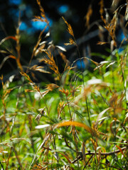closeup movement of grass swaying in the wind in nature with a naturally blurred background in australia