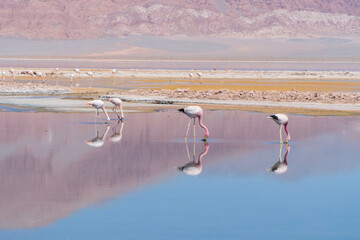 Flamencos en la laguna Carachi Pampa, Catamarca, Argentina.