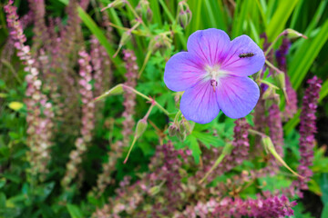 Fototapeta premium Delicate Purple Geranium with a Visiting Pollinator