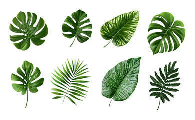Various Tropical Leaves Isolated on Transparent Background