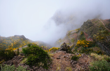 A mountain with hiking trail covered in fog and clouds with blooming Cytisus shrubs. Near Pico de Arieiro , Madeira island, Portugal