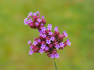Verbena bonariensis or the purpletop vervain flower, close up. Argentinian vervain or pretty verbena is herbaceous, perennial, flowering plant of the family Verbenaceae.