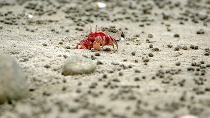 Small, red land crab going into a hole on the beach in Canoa, Ecuador