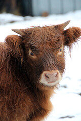 highland cow in winter