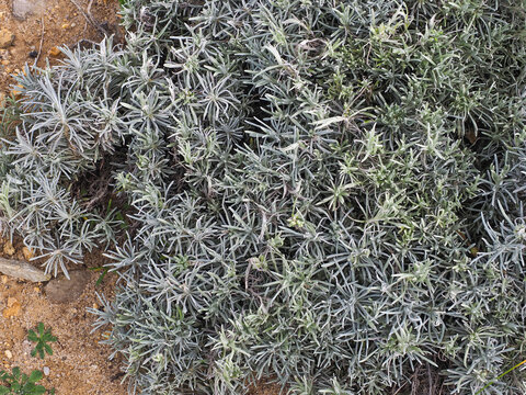Helichrysum Angustifolium or Curry Korma, bushy ornamental shrub with narrow grey-silvery leaves, close up. Helichrysum italicum or Curry plant is evergreen perennial plant of the family Asteraceae.