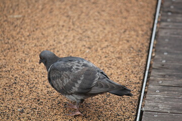 Image of pigeons searching for food on the Daecheongcheon trail