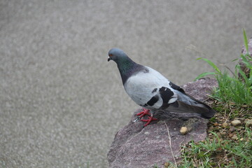 Image of pigeons searching for food on the Daecheongcheon trail