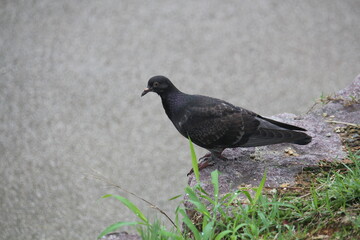Image of pigeons searching for food on the Daecheongcheon trail
