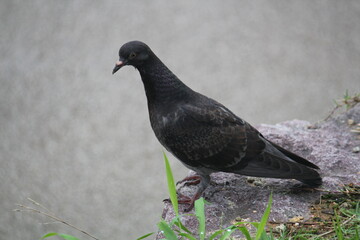 Image of pigeons searching for food on the Daecheongcheon trail