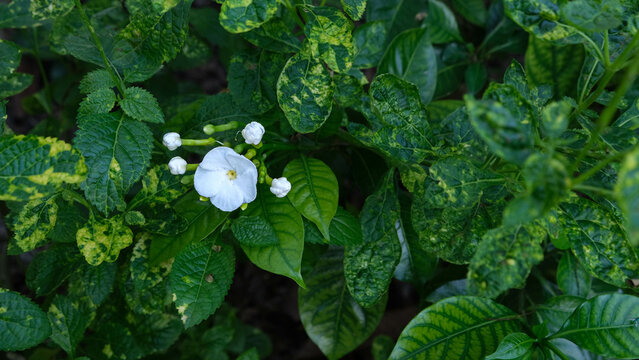Tagar single broad petals