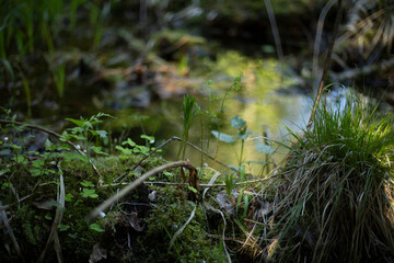 Details of the forest. Wildlife in the summer.