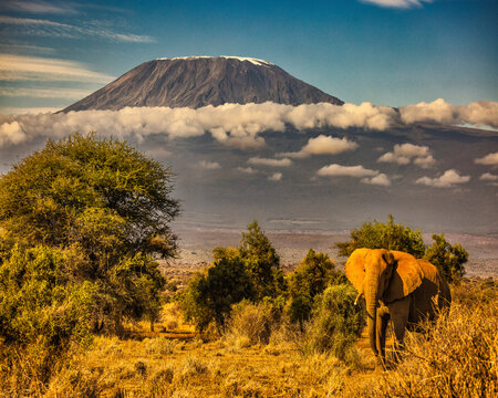 Fototapeta Kilimanjaro and elephant, Amboseli National Park