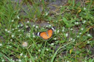 Butterfly, Close-up view of a butterfly with beautiful wings