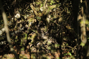 Forest in summer. Spruce forest. Medium natural zone.