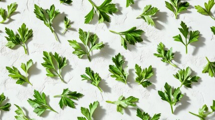 Fresh Parsley Leaves Arranged on White Background