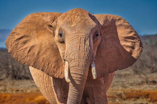 Red elephant, Tsavo National Park